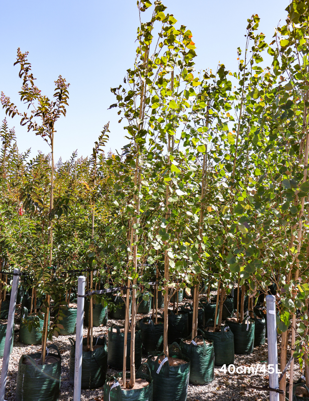 Populus euramericana nigra 'Crows Nest' - Evergreen Trees Direct