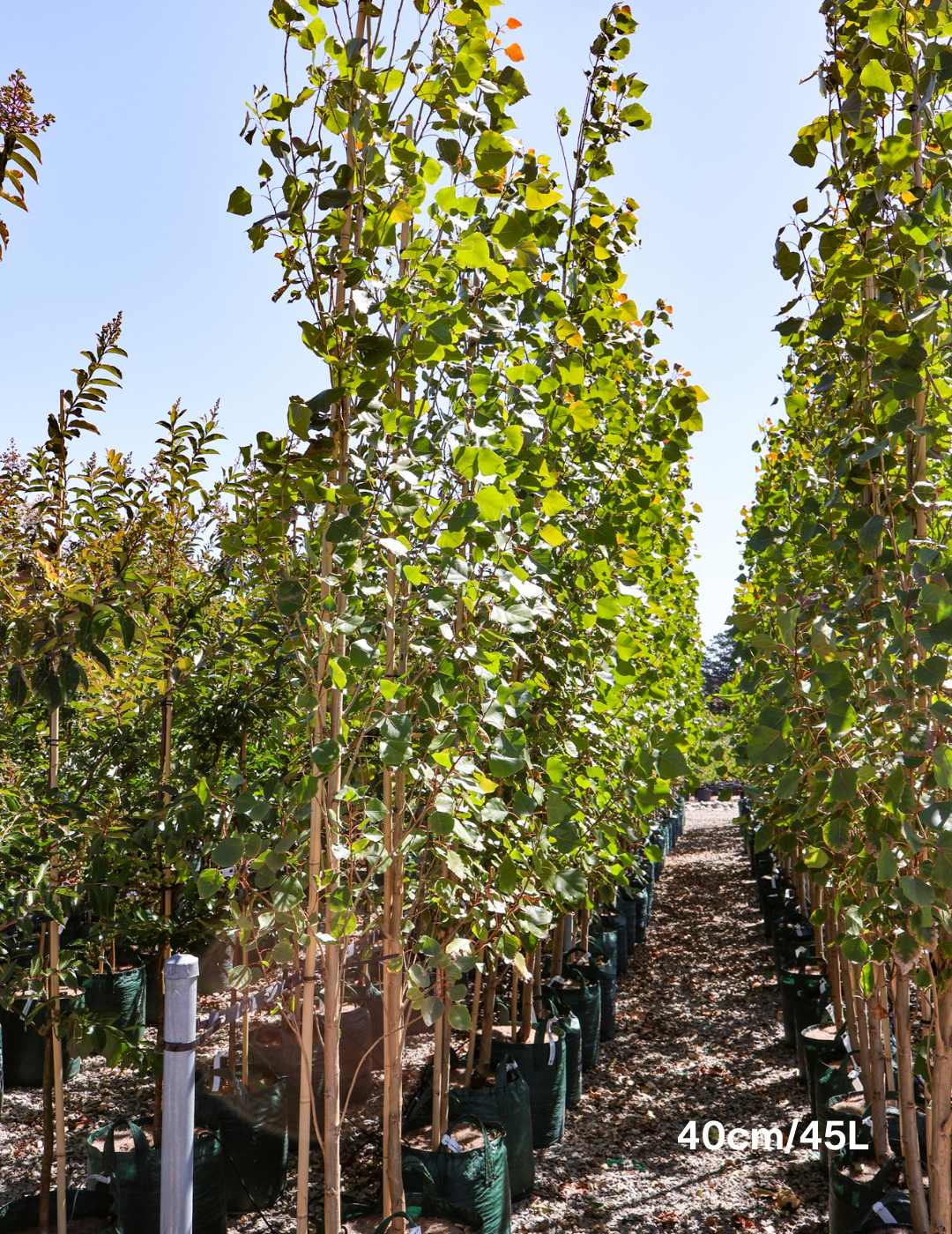 Populus euramericana nigra 'Crows Nest' - Evergreen Trees Direct