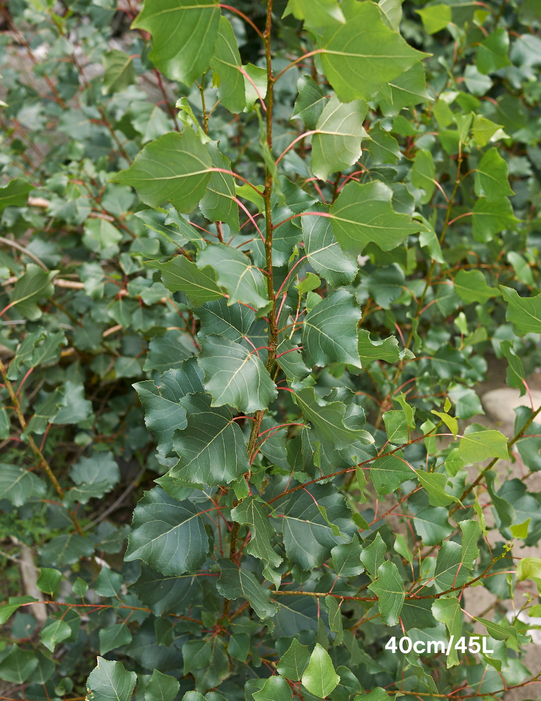 Populus euramericana nigra 'Crows Nest' - Evergreen Trees Direct