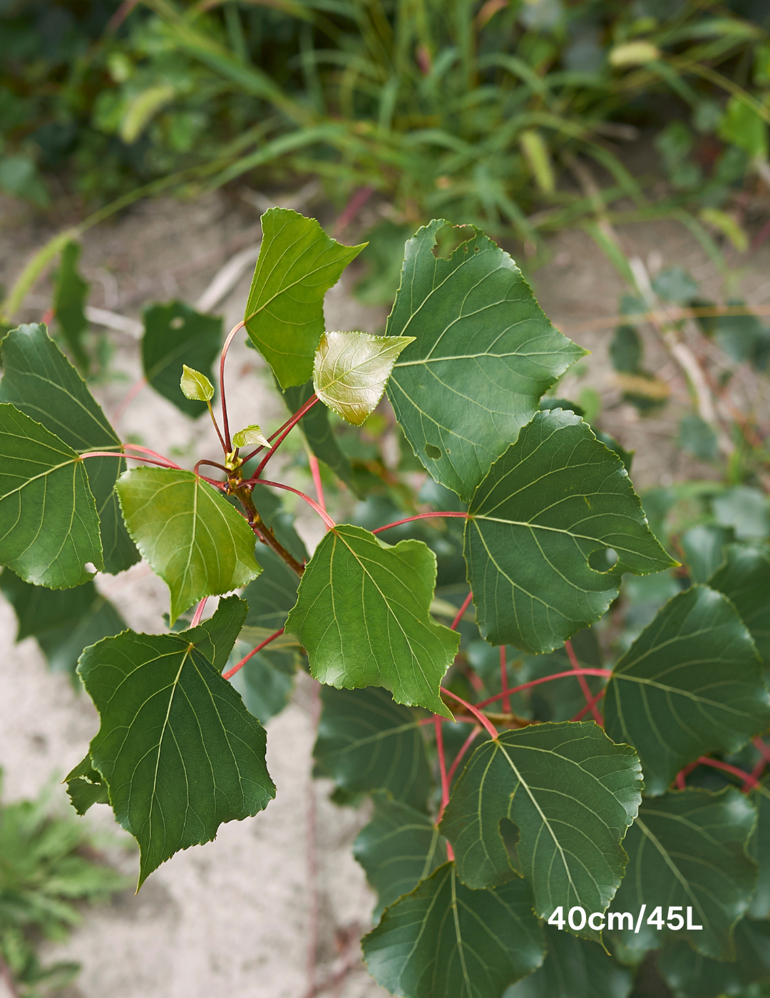 Populus euramericana nigra 'Crows Nest' - Evergreen Trees Direct