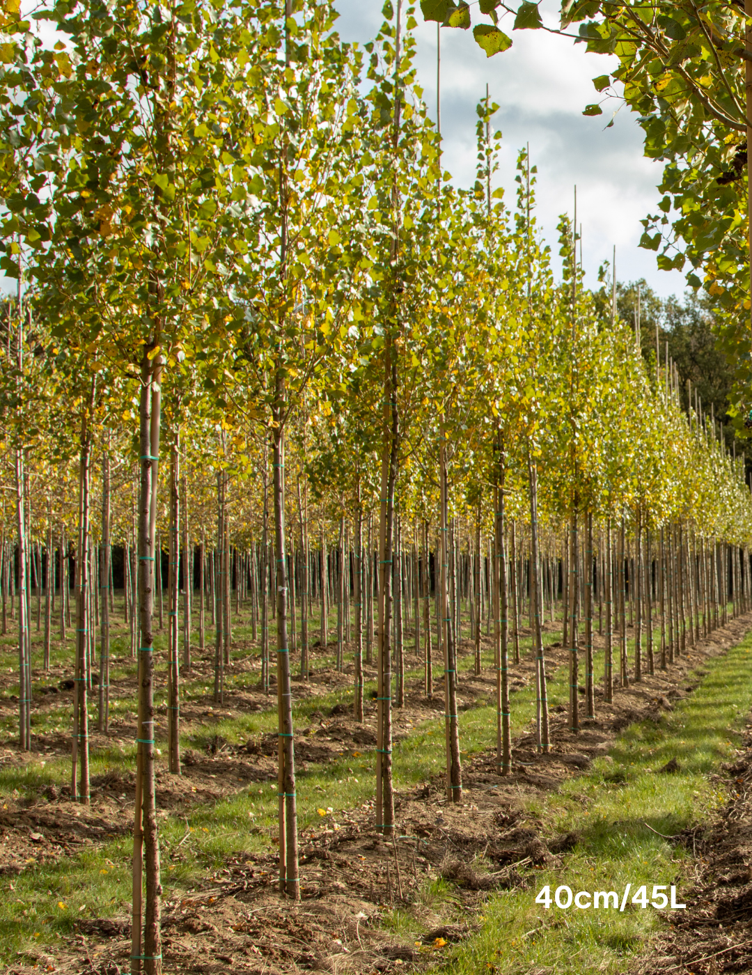 Populus euramericana nigra 'Crows Nest' - Evergreen Trees Direct