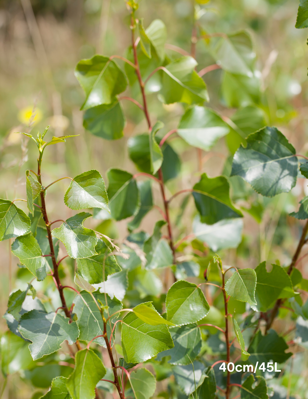 Populus euramericana nigra 'Crows Nest' - Evergreen Trees Direct