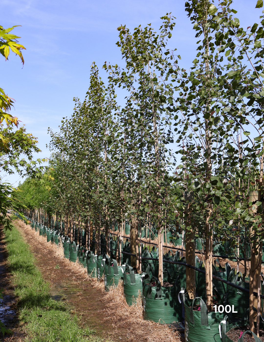 Populus euramericana nigra 'Crows Nest' - Evergreen Trees Direct