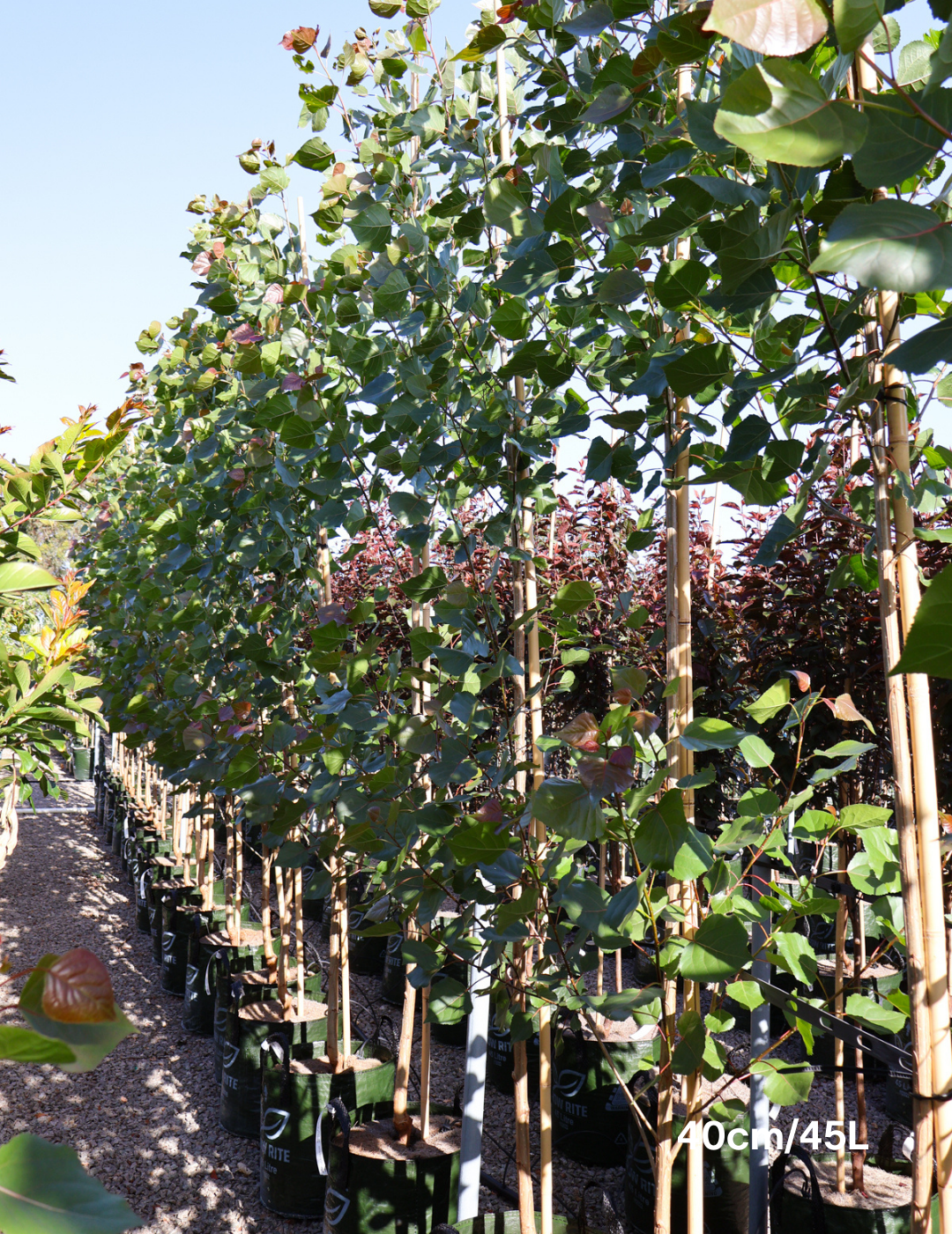 Populus x P euramericana 'Veronese'