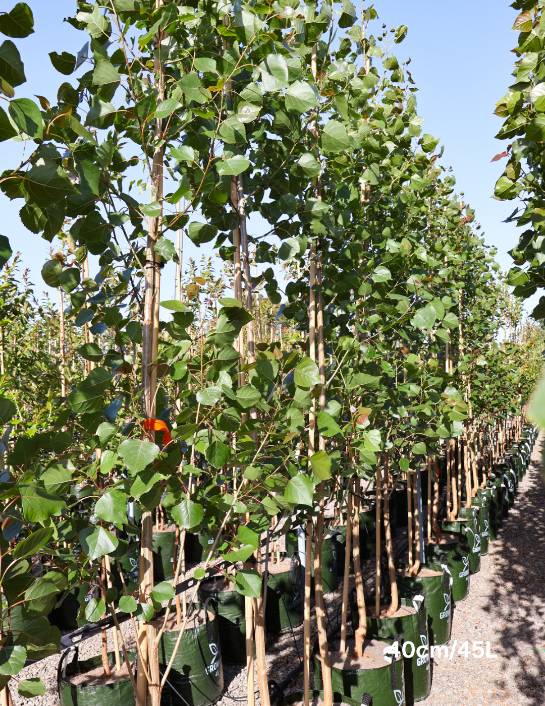 Populus x P euramericana 'Veronese' - Evergreen Trees Direct