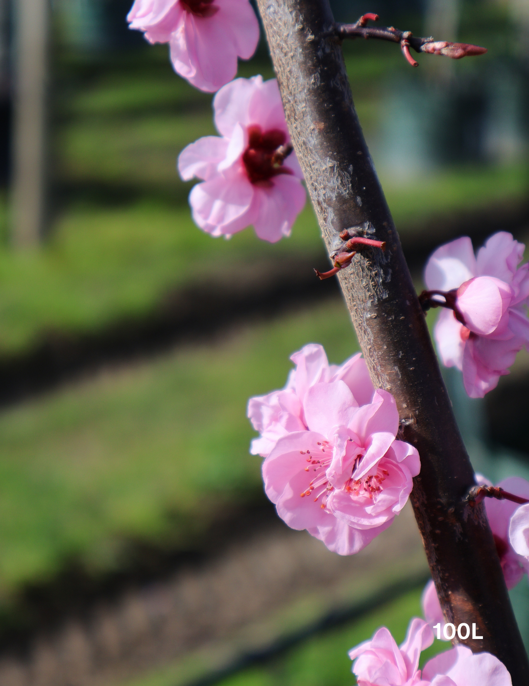 Prunus x blireana - Evergreen Trees Direct