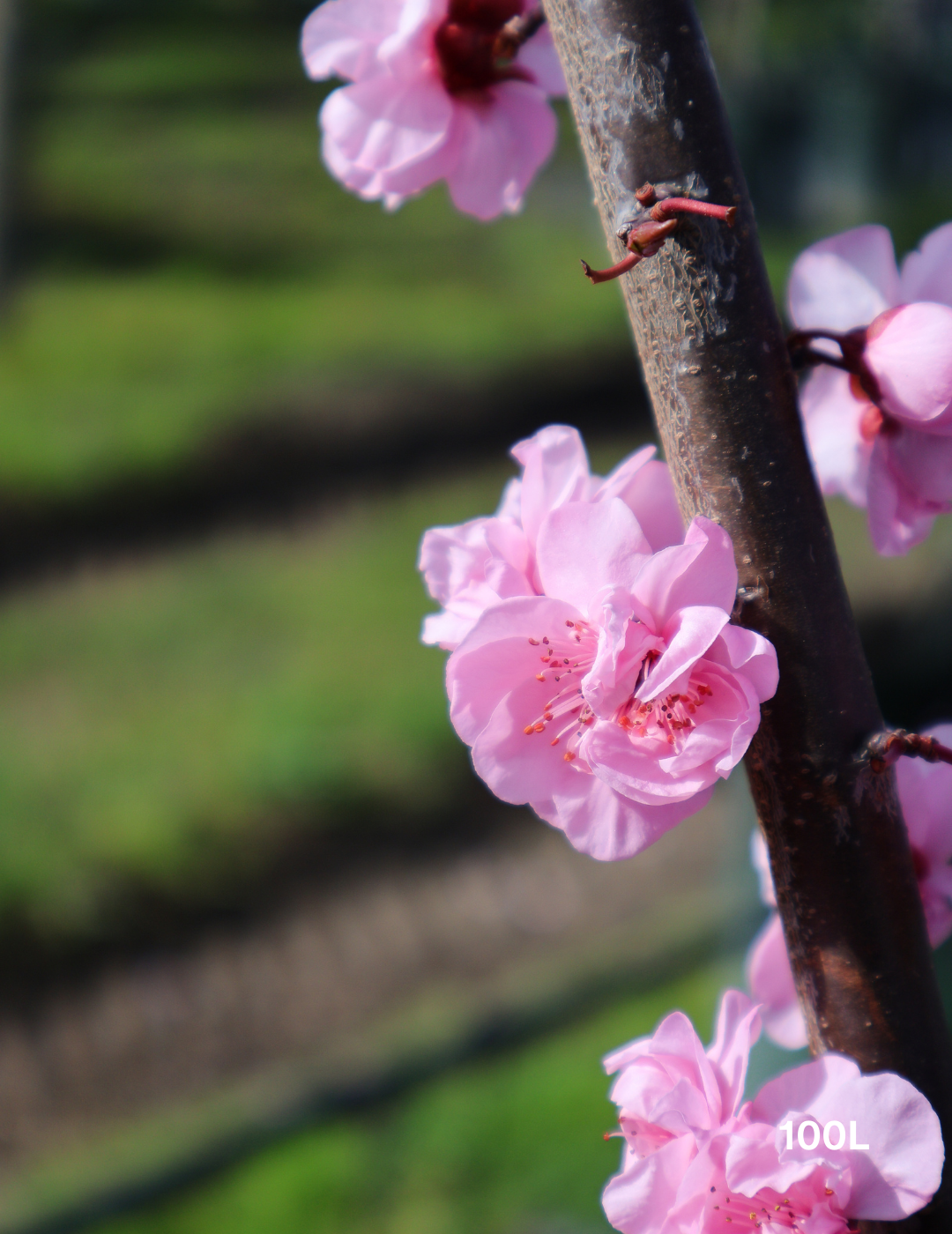 Prunus x blireana - Evergreen Trees Direct