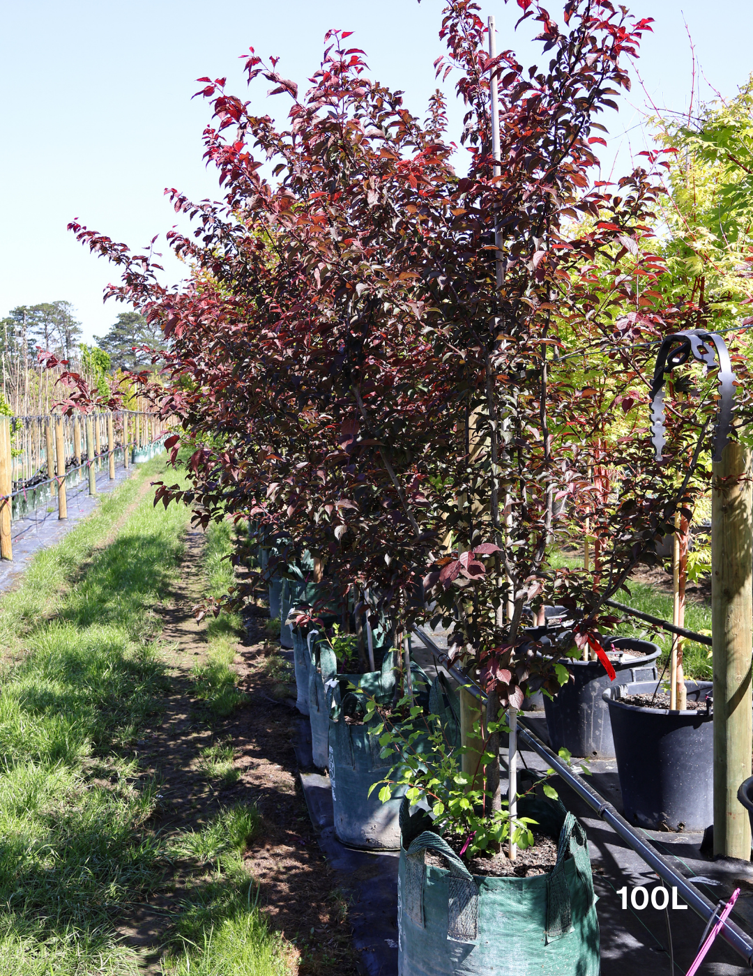 Prunus x blireana - Evergreen Trees Direct