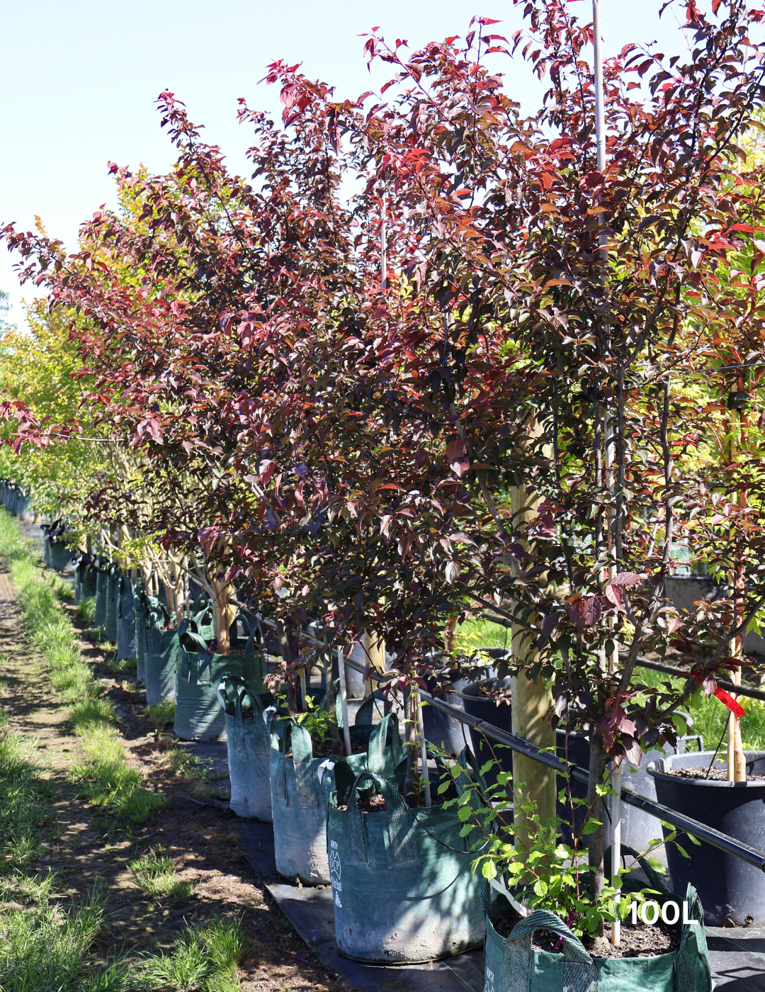 Prunus x blireana - Evergreen Trees Direct