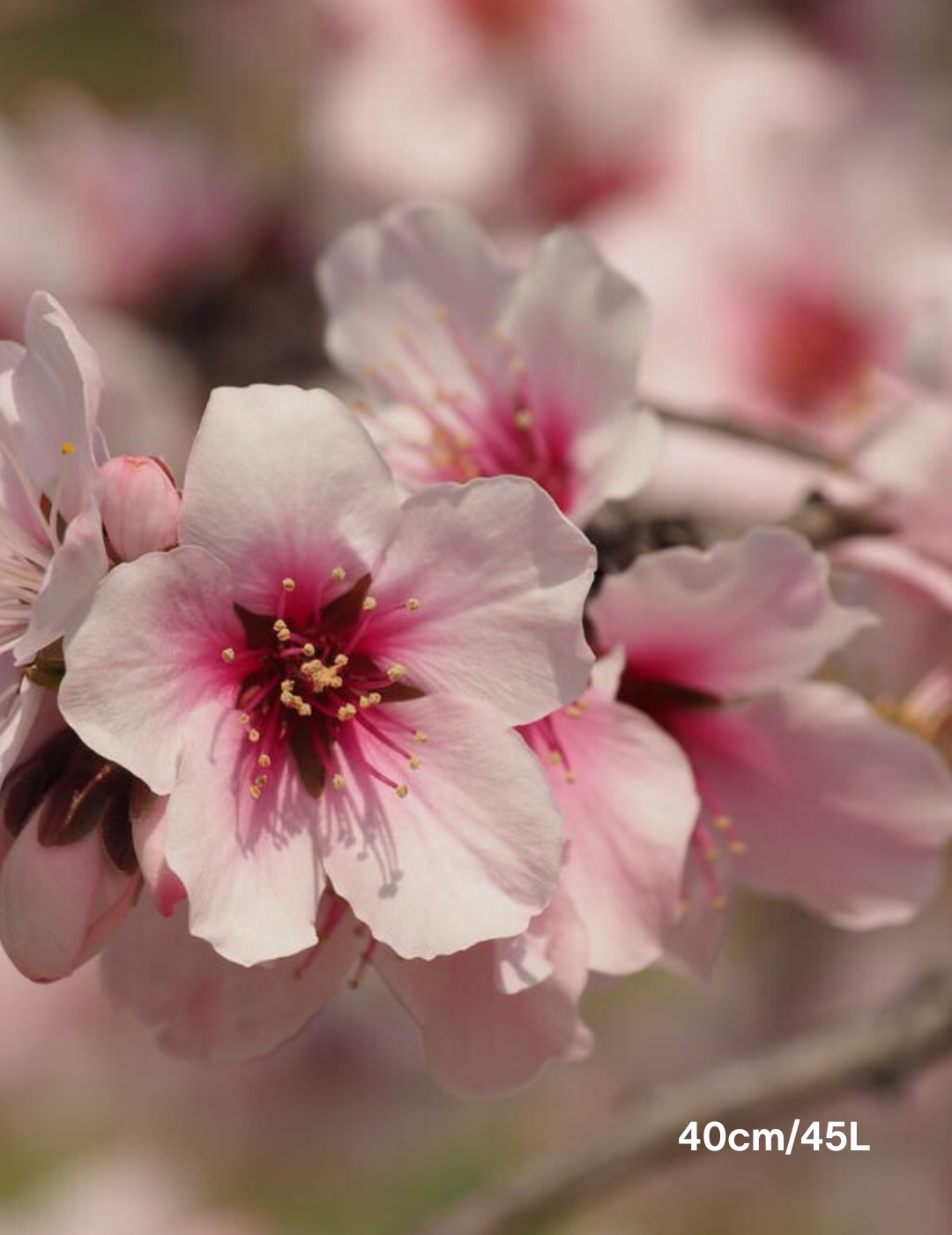 Prunus dulcis 'All In One Almond' - Evergreen Trees Direct