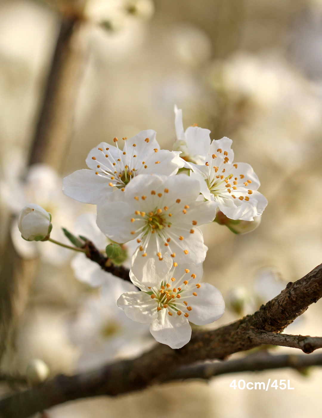 Prunus dulcis 'All In One Almond'