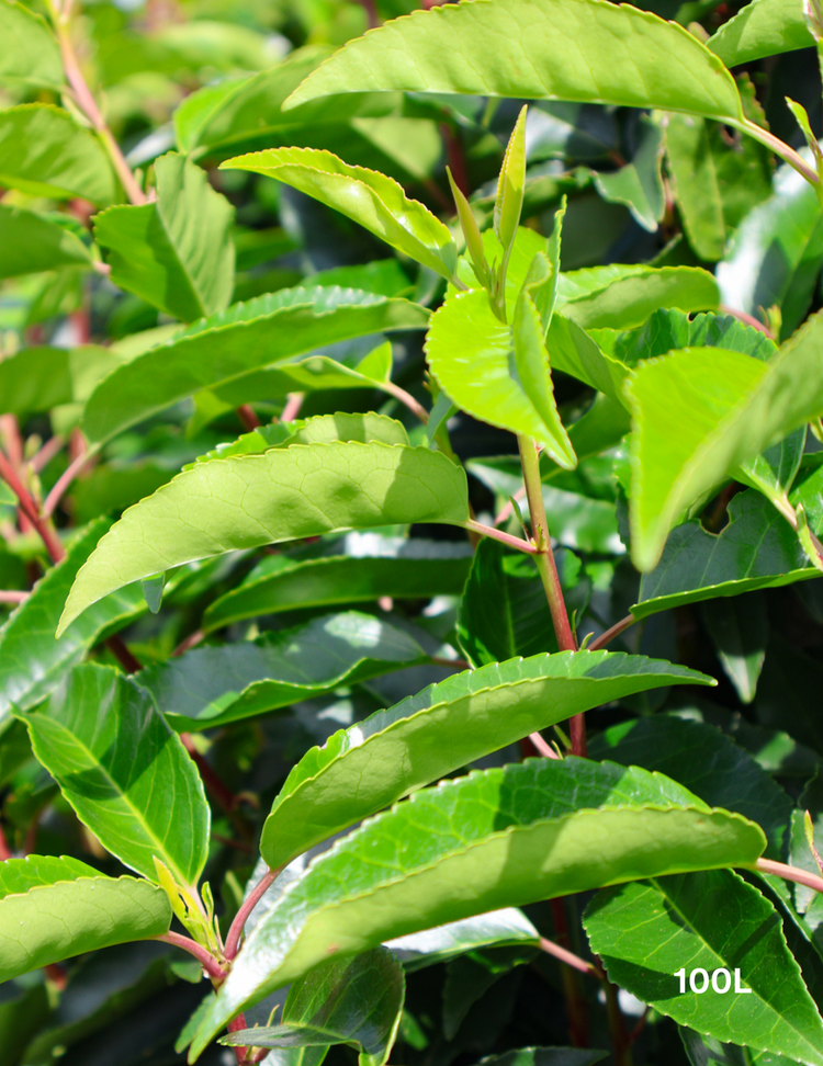 Prunus lusitanica - Portugese laurel