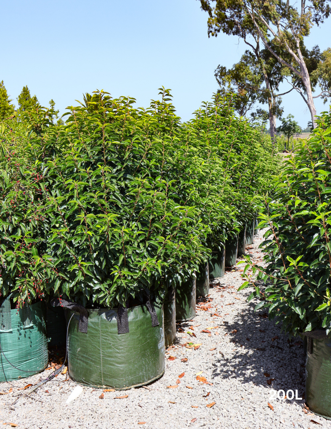 Prunus lusitanica - Portugese laurel - Evergreen Trees Direct