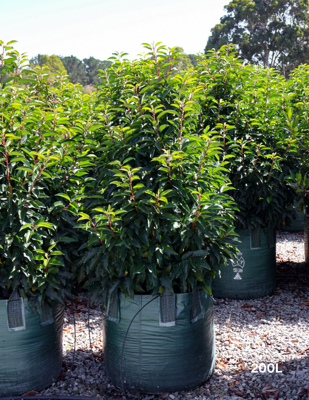 Prunus lusitanica - Portugese laurel - Evergreen Trees Direct