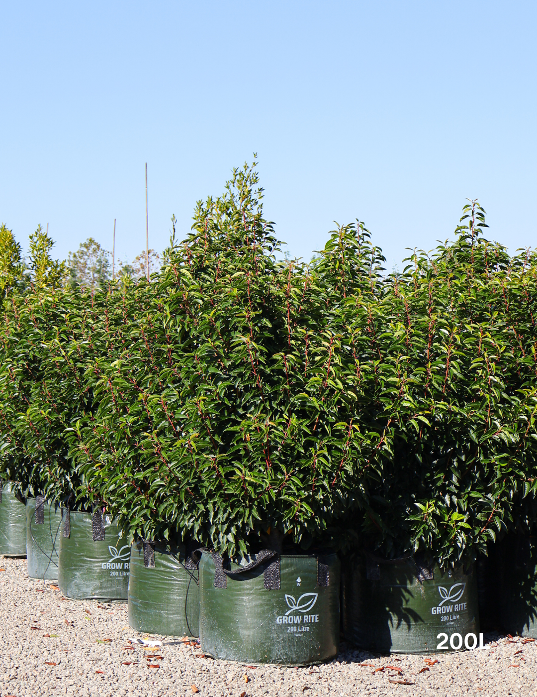 Prunus lusitanica - Portugese laurel