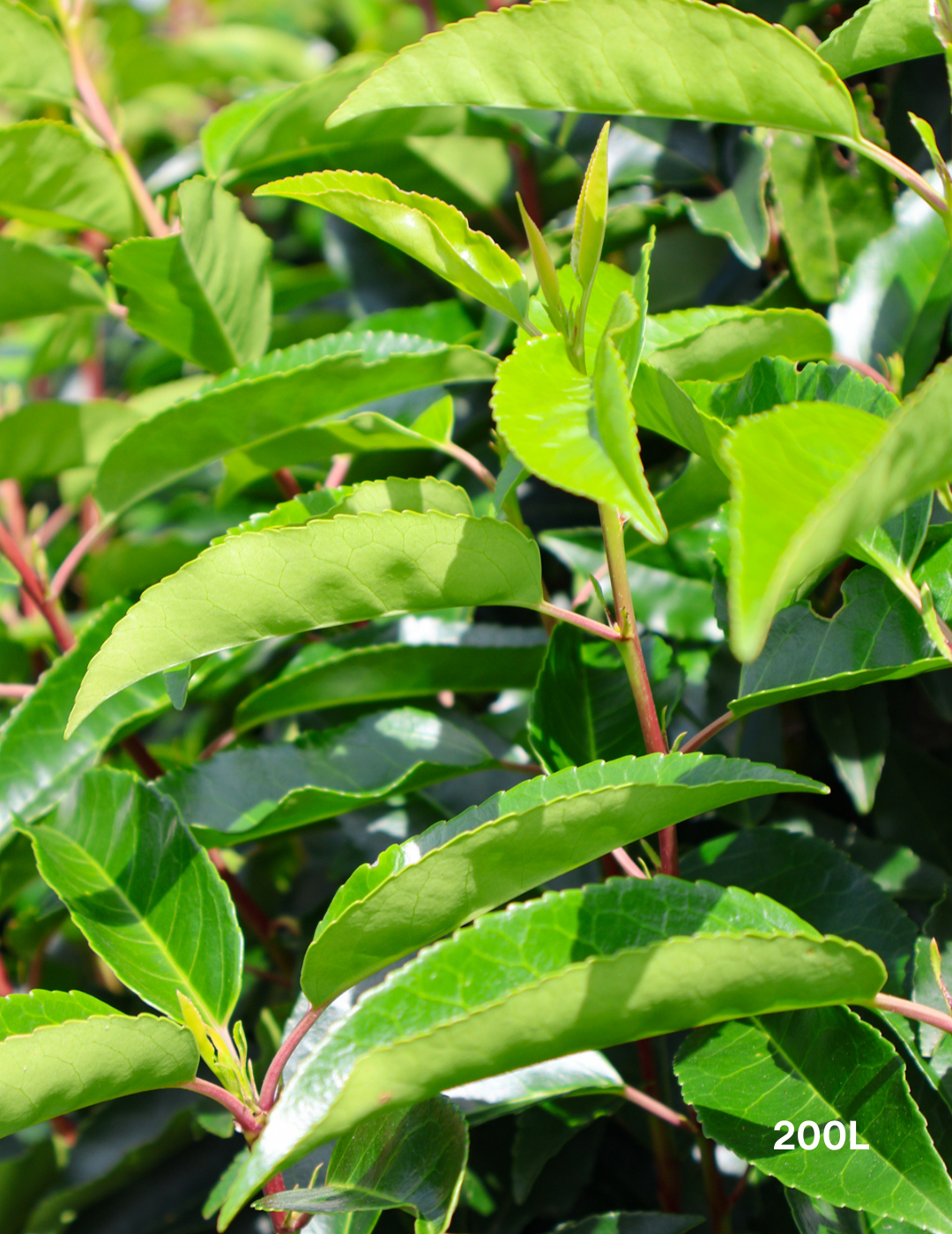 Prunus lusitanica - Portugese laurel - Evergreen Trees Direct