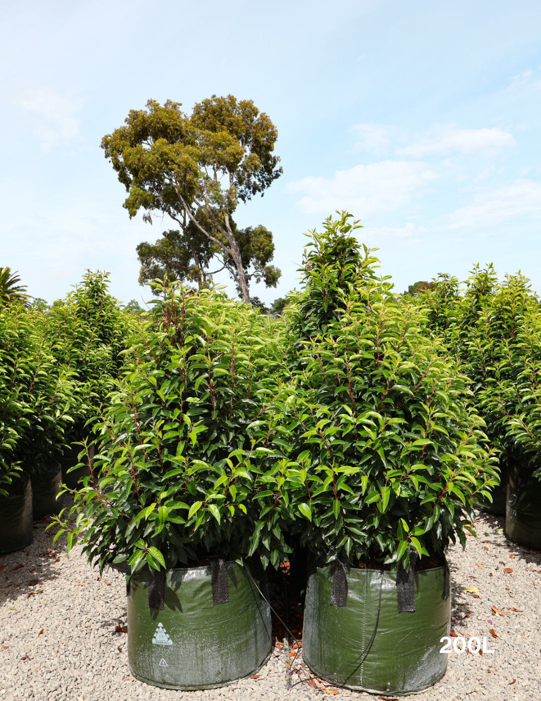 Prunus lusitanica - Portugese laurel - Evergreen Trees Direct