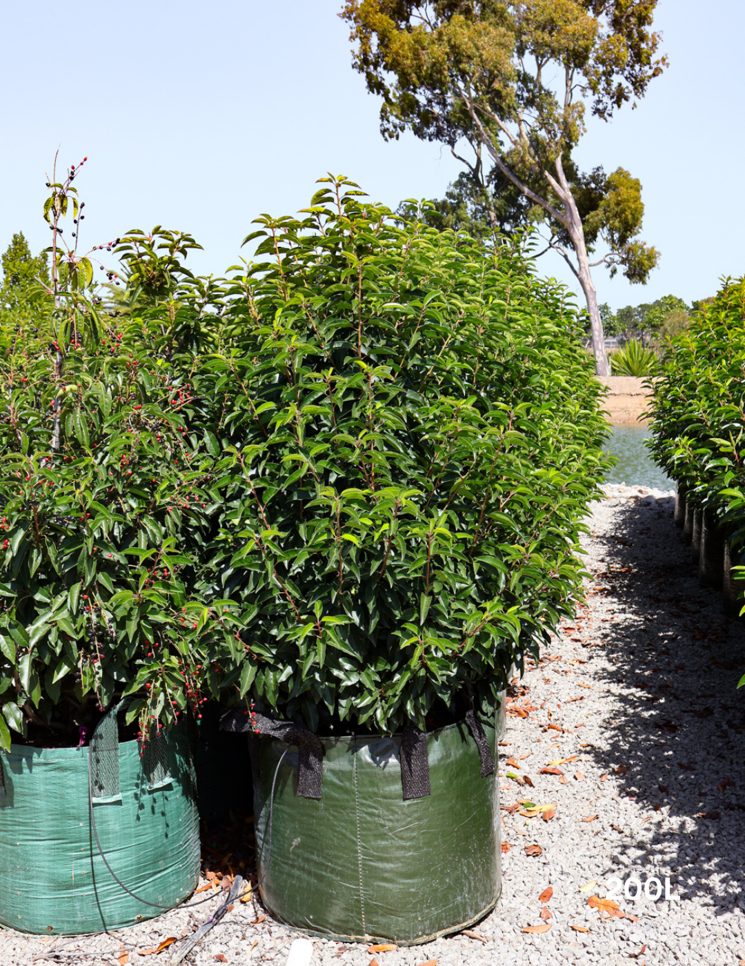 Prunus lusitanica - Portugese laurel