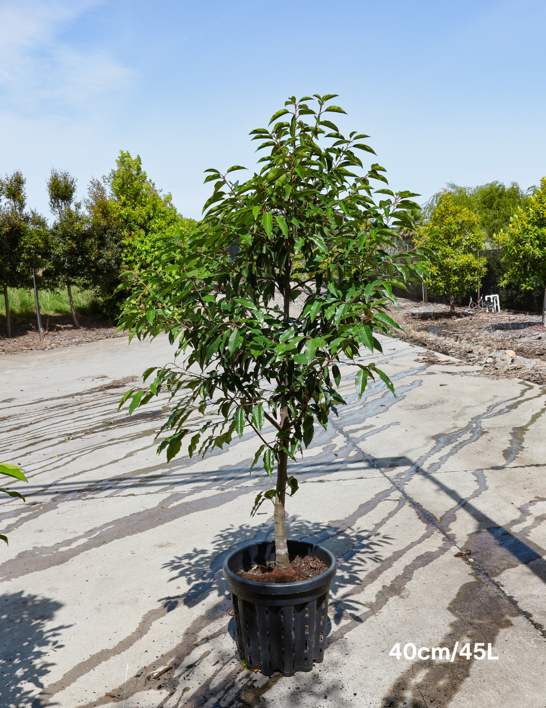 Prunus lusitanica - Portugese laurel - Evergreen Trees Direct