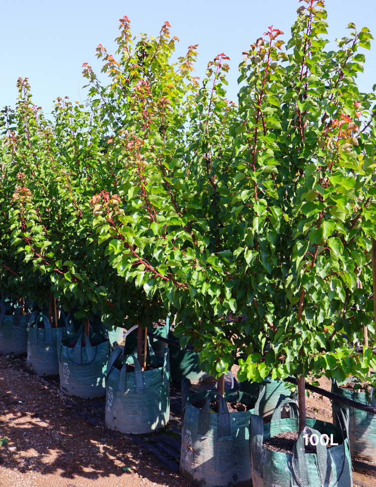 Prunus armeniaca 'Moorpark' Apricot