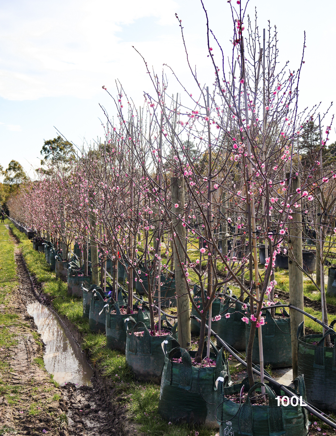 Prunus x blireana - Evergreen Trees Direct