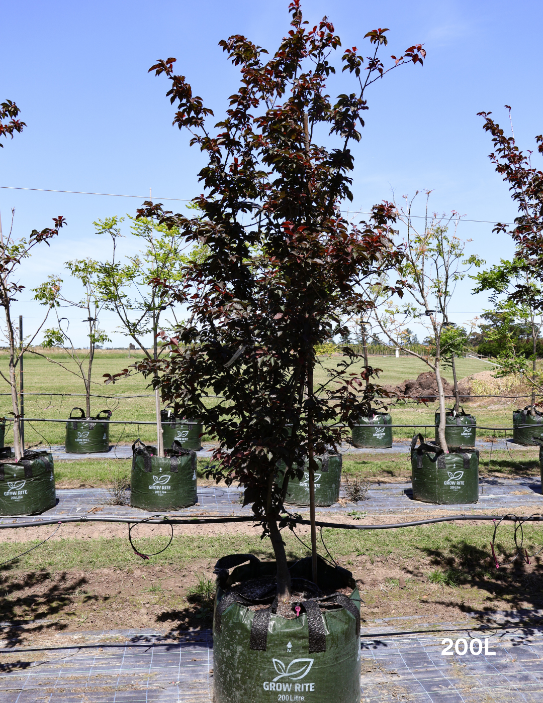 Prunus x blireana - Evergreen Trees Direct