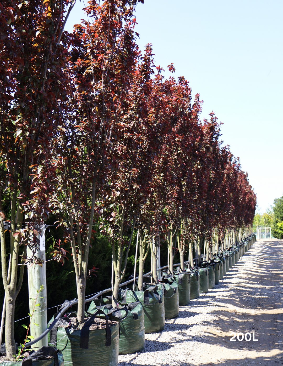 Prunus x blireana - Evergreen Trees Direct