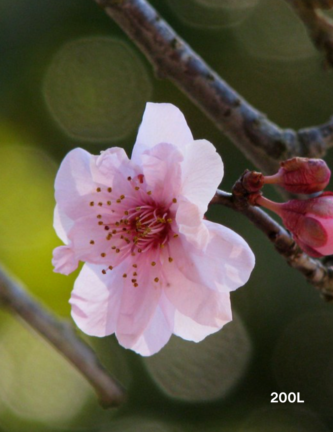 Prunus x blireana - Evergreen Trees Direct