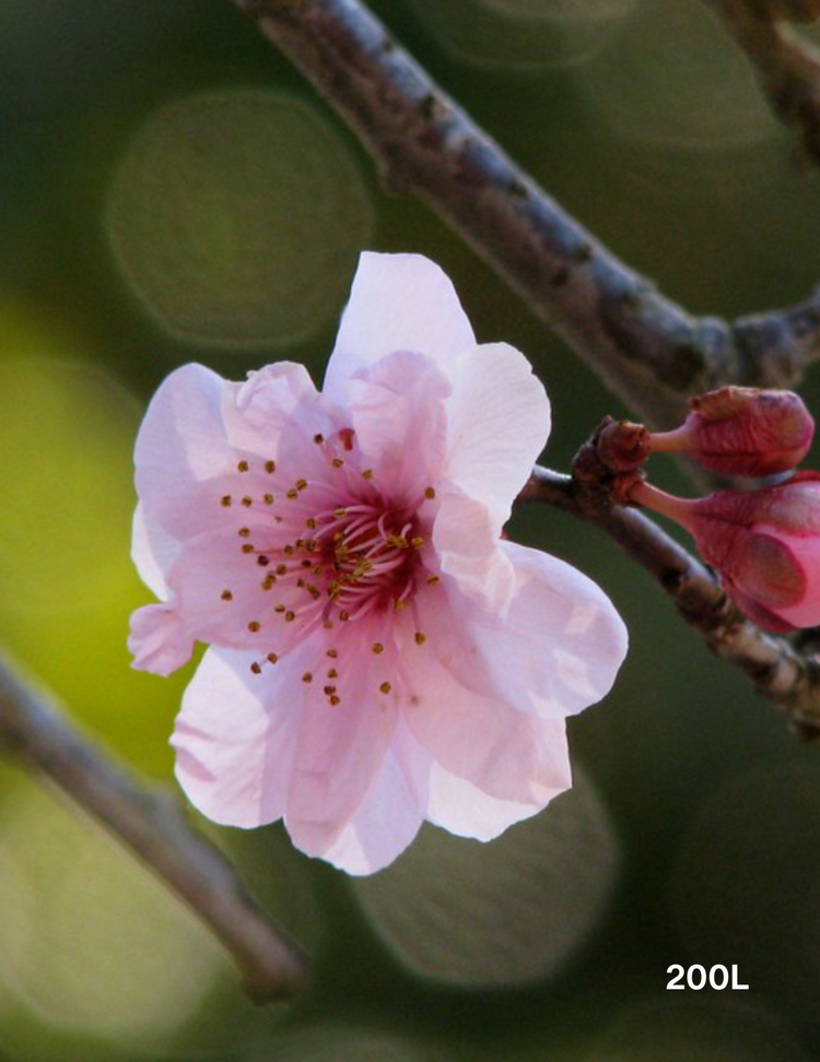 Prunus x blireana