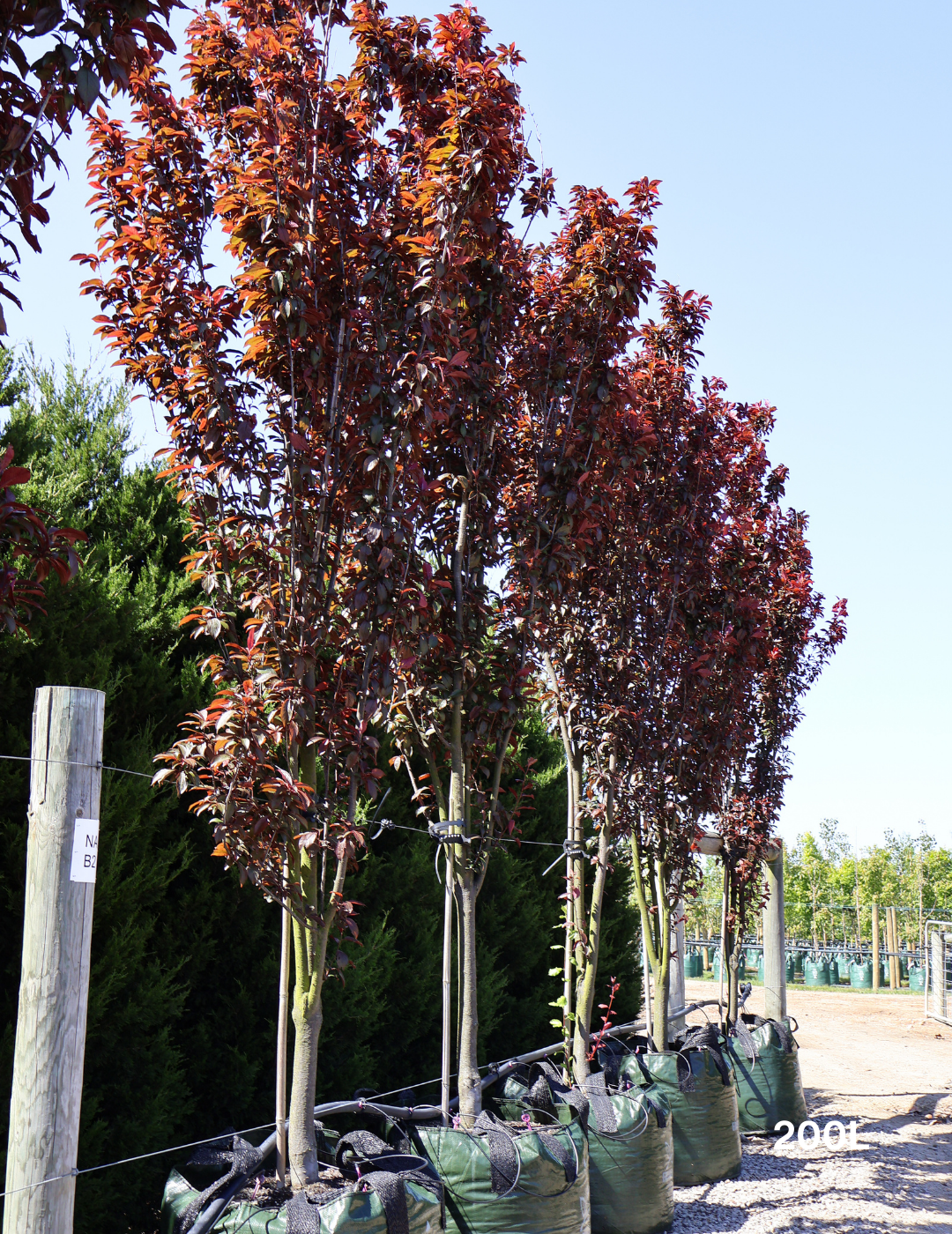 Prunus x blireana - Evergreen Trees Direct