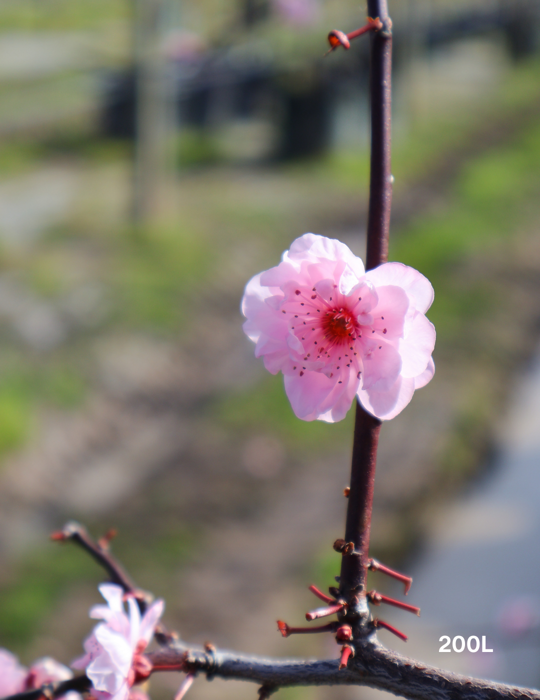 Prunus x blireana - Evergreen Trees Direct