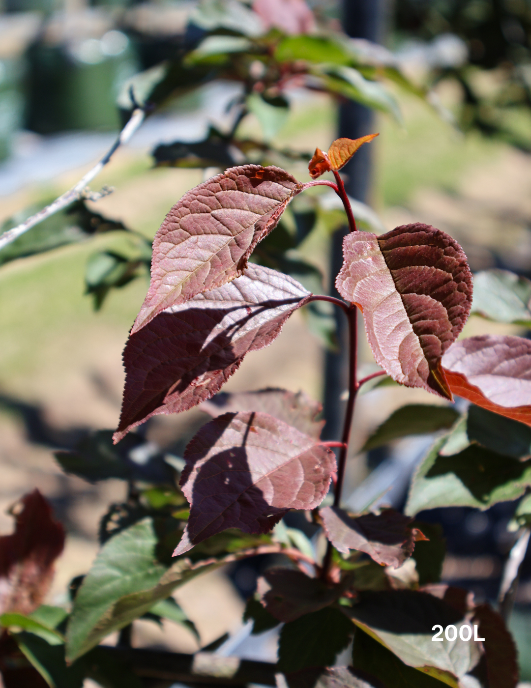 Prunus x blireana - Evergreen Trees Direct