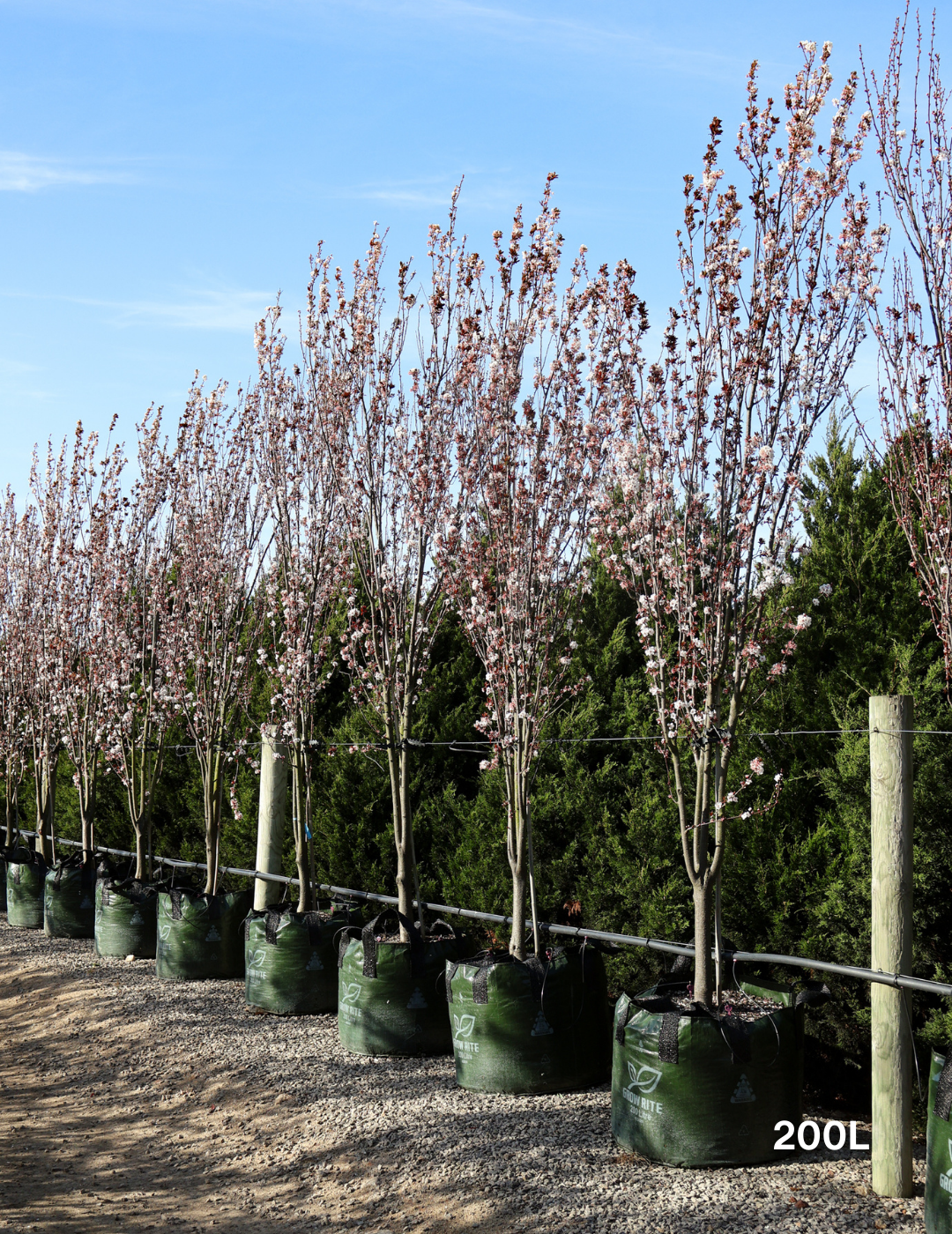 Prunus cerasifera 'Oakville Crimson Spire' - Evergreen Trees Direct