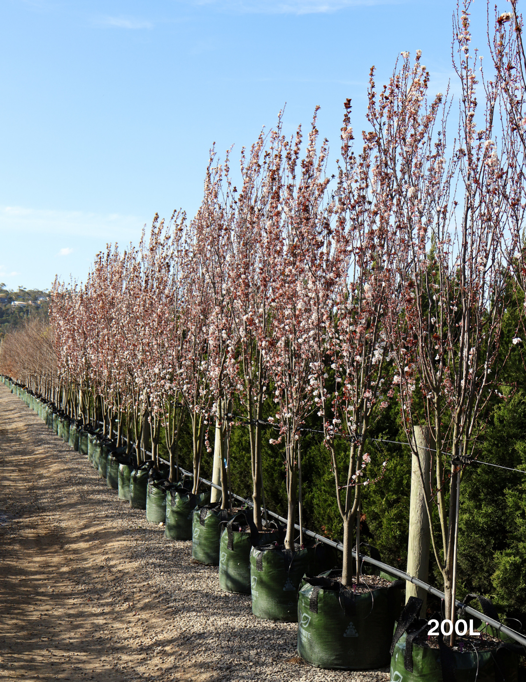 Prunus cerasifera 'Oakville Crimson Spire' - Evergreen Trees Direct