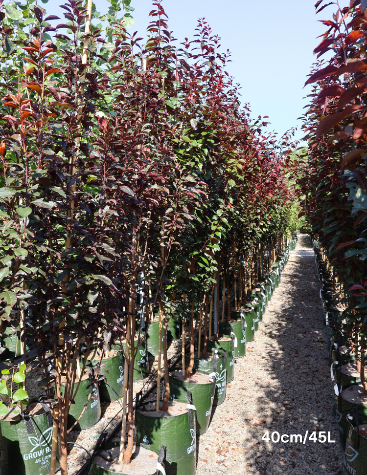 Prunus cerasifera 'Oakville Crimson Spire'