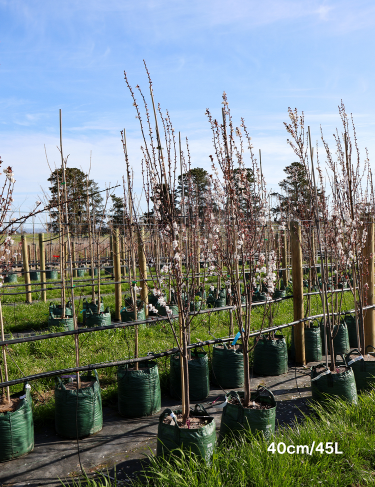 Prunus cerasifera 'Oakville Crimson Spire'