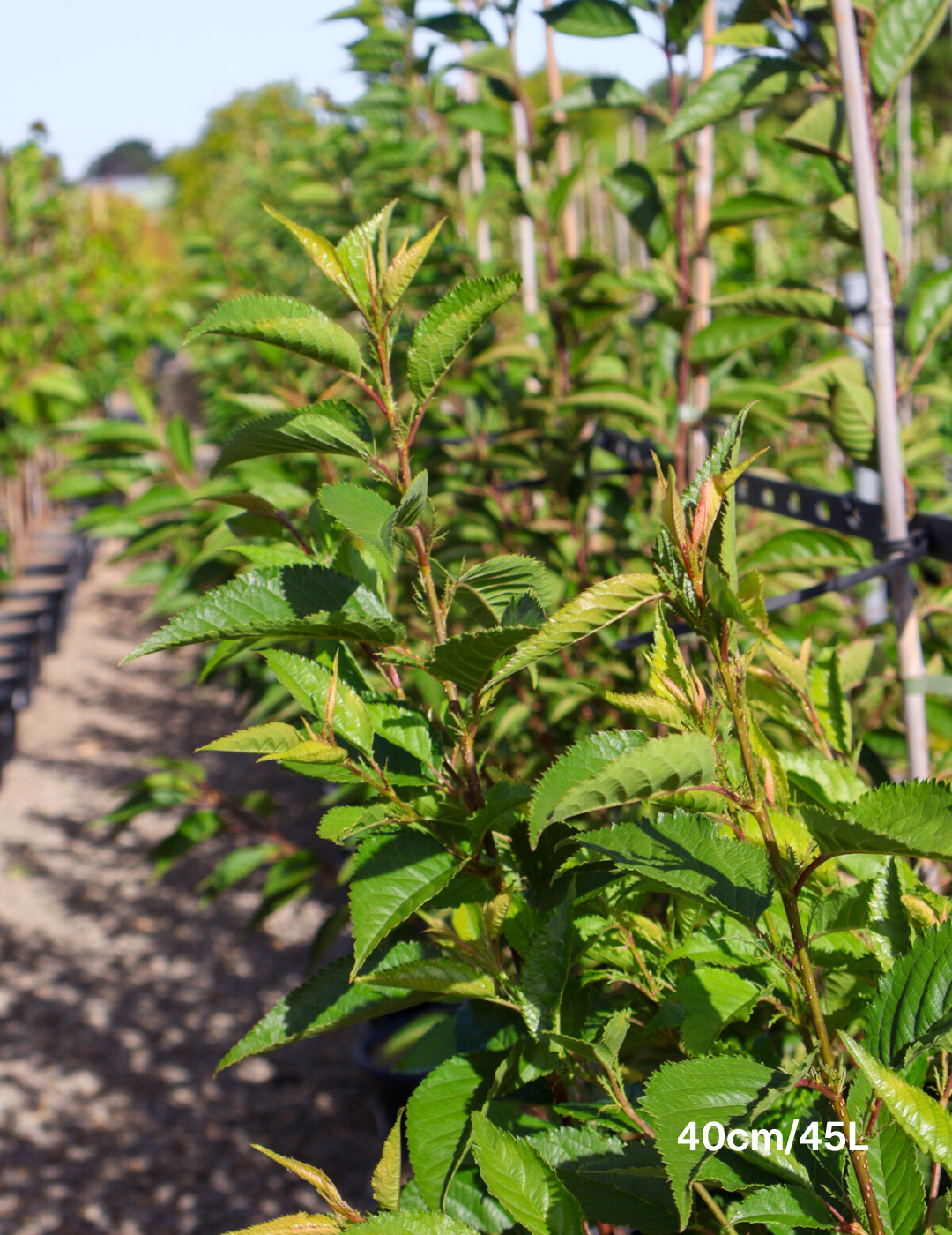 Prunus First Blush - Evergreen Trees Direct