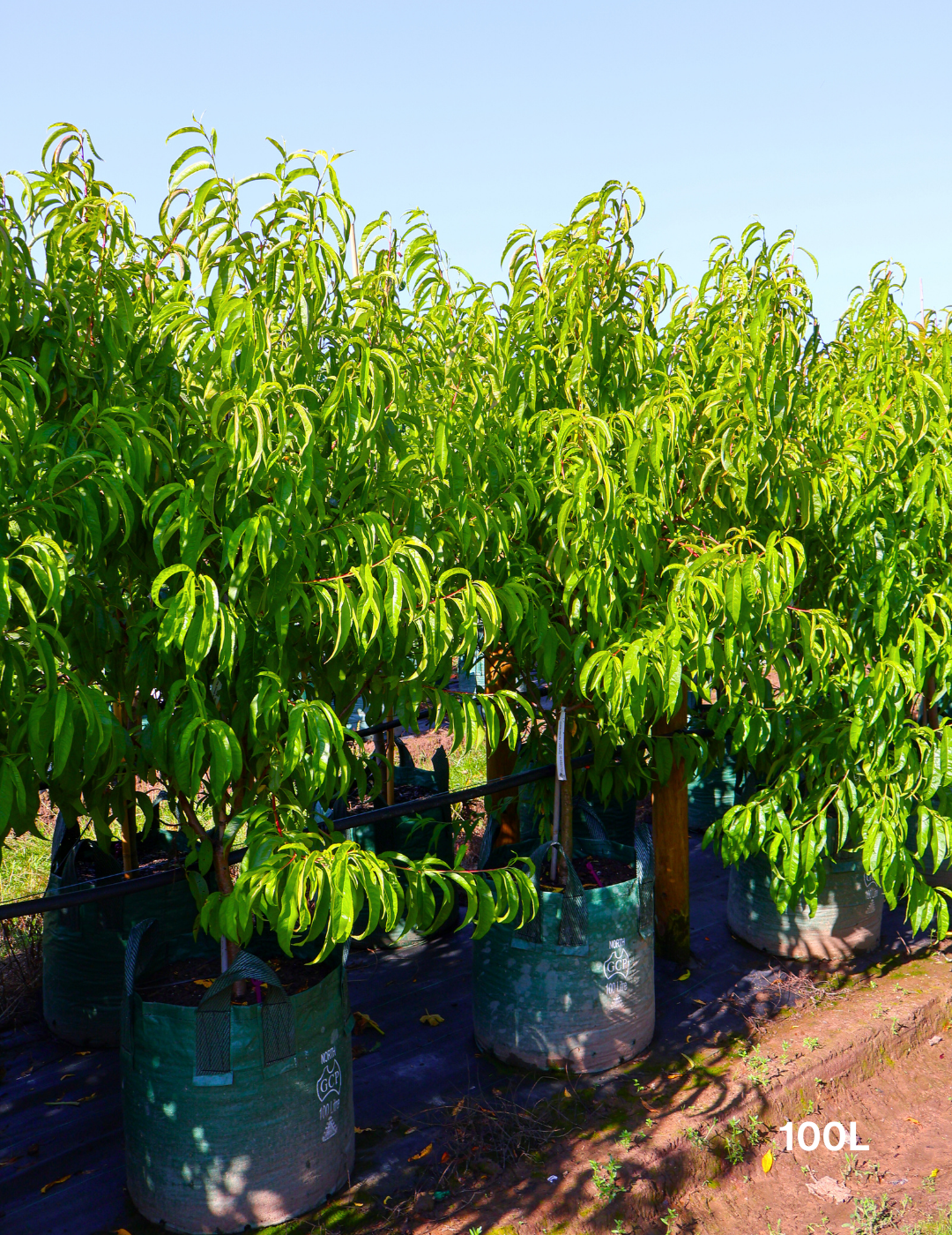 Prunus persica 'May Grand' Nectarine - Evergreen Trees Direct