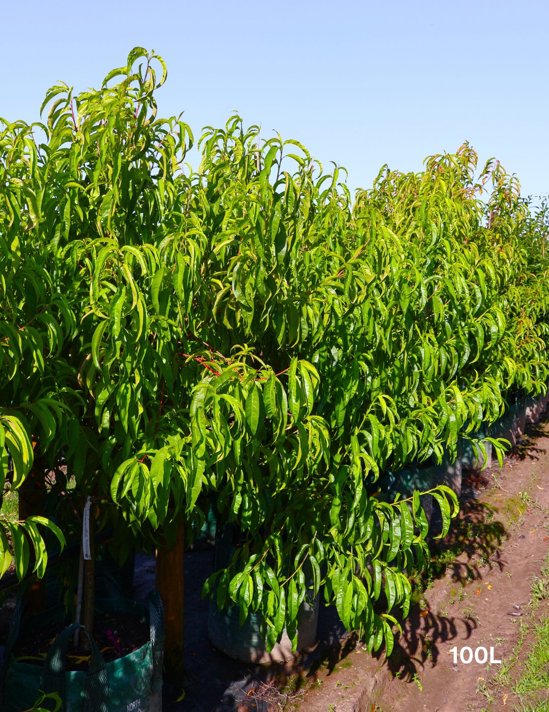 Prunus persica 'May Grand' Nectarine - Evergreen Trees Direct