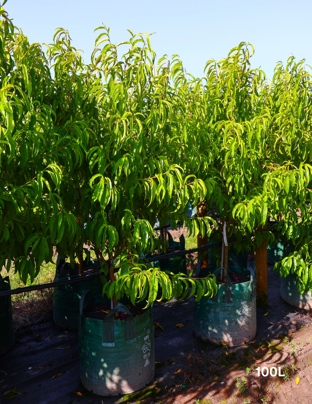 Prunus persica 'May Grand' Nectarine - Evergreen Trees Direct