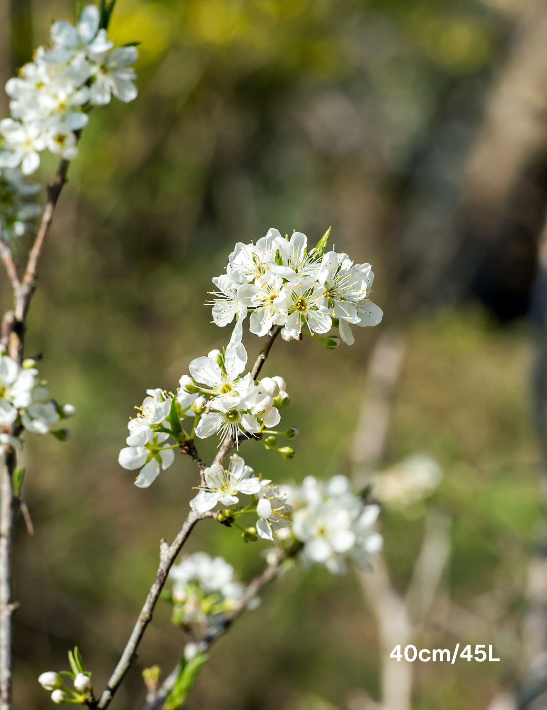 Prunus salicina 'Santa Rosa' Plum - Evergreen Trees Direct