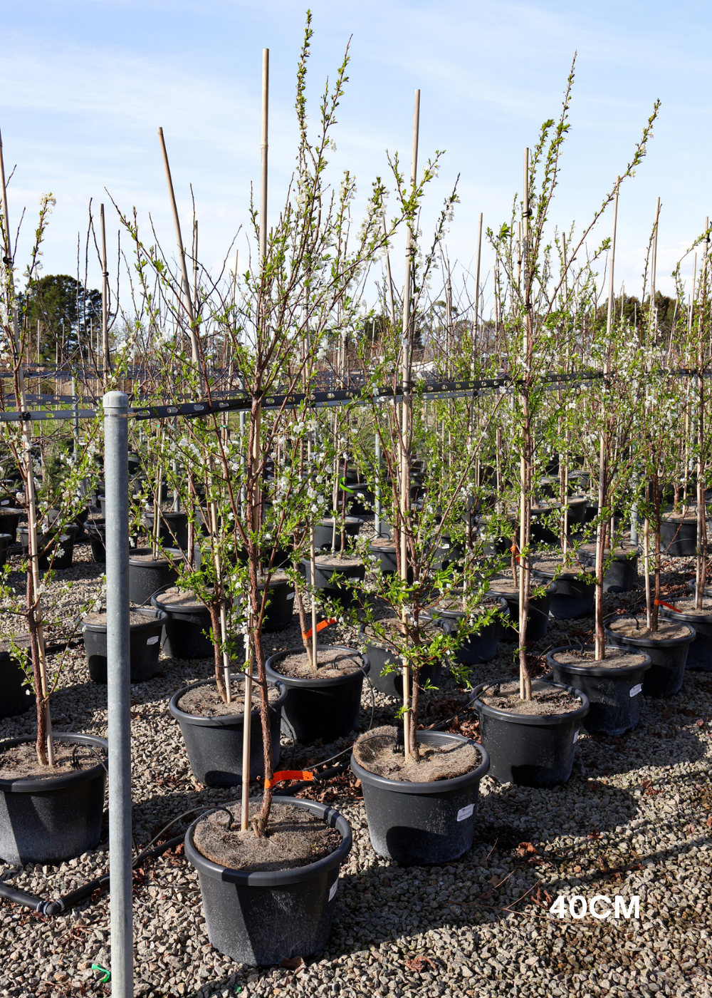 Prunus salicina 'Santa Rosa' Plum - Evergreen Trees Direct