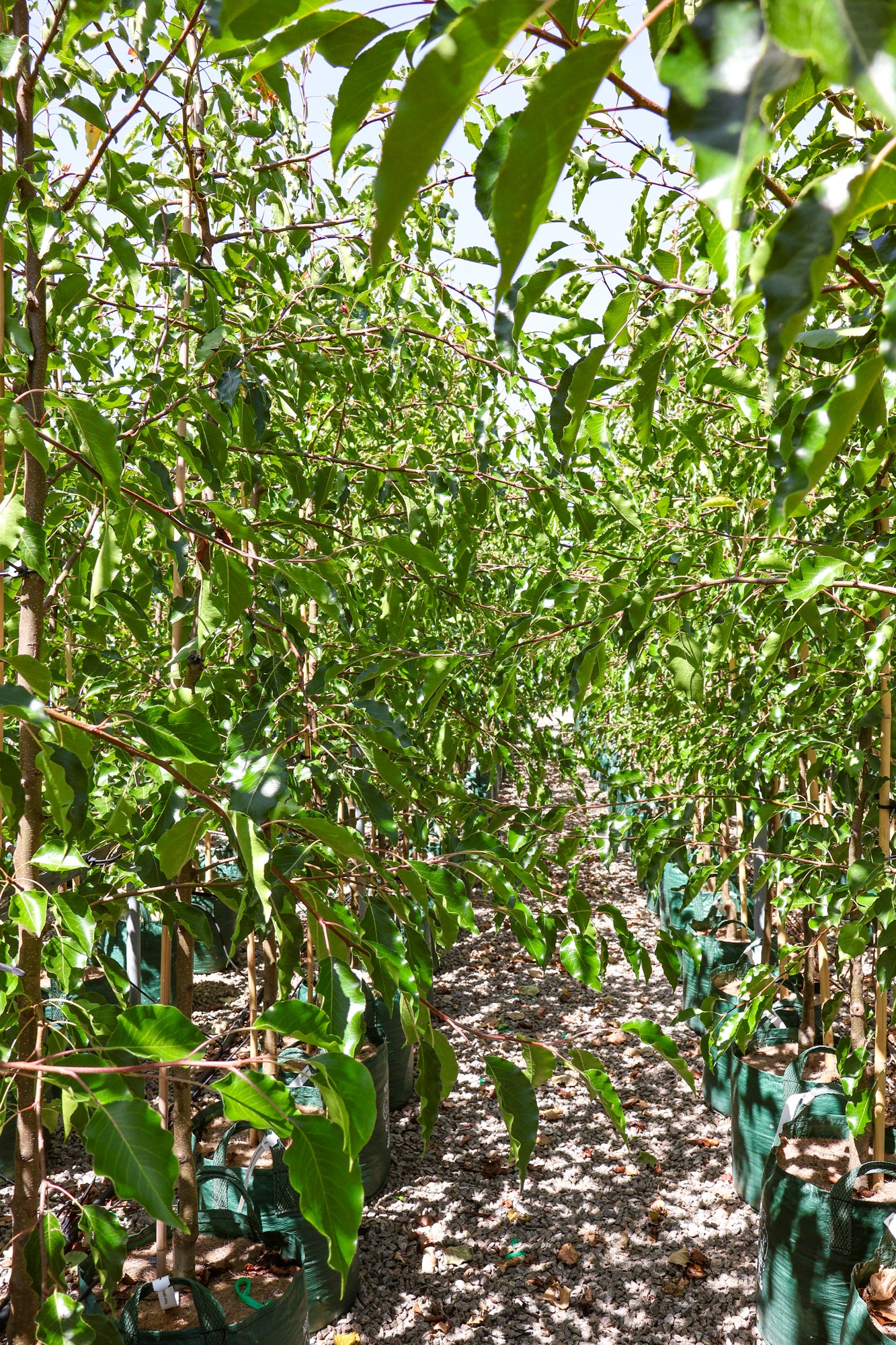 Pyrus calleryana 'Aristocrat' - Evergreen Trees Direct