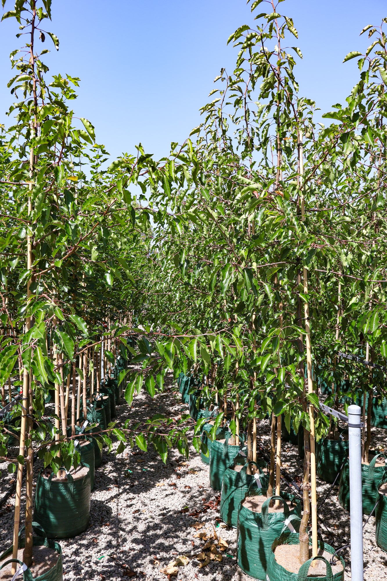 Pyrus calleryana 'Aristocrat' - Evergreen Trees Direct