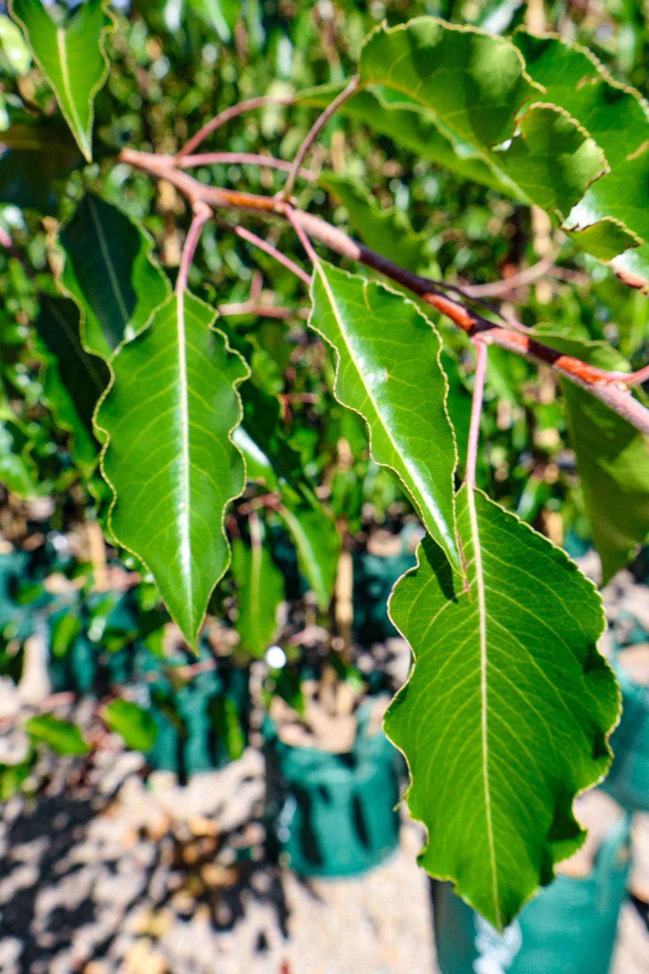 Pyrus calleryana 'Aristocrat' - Evergreen Trees Direct