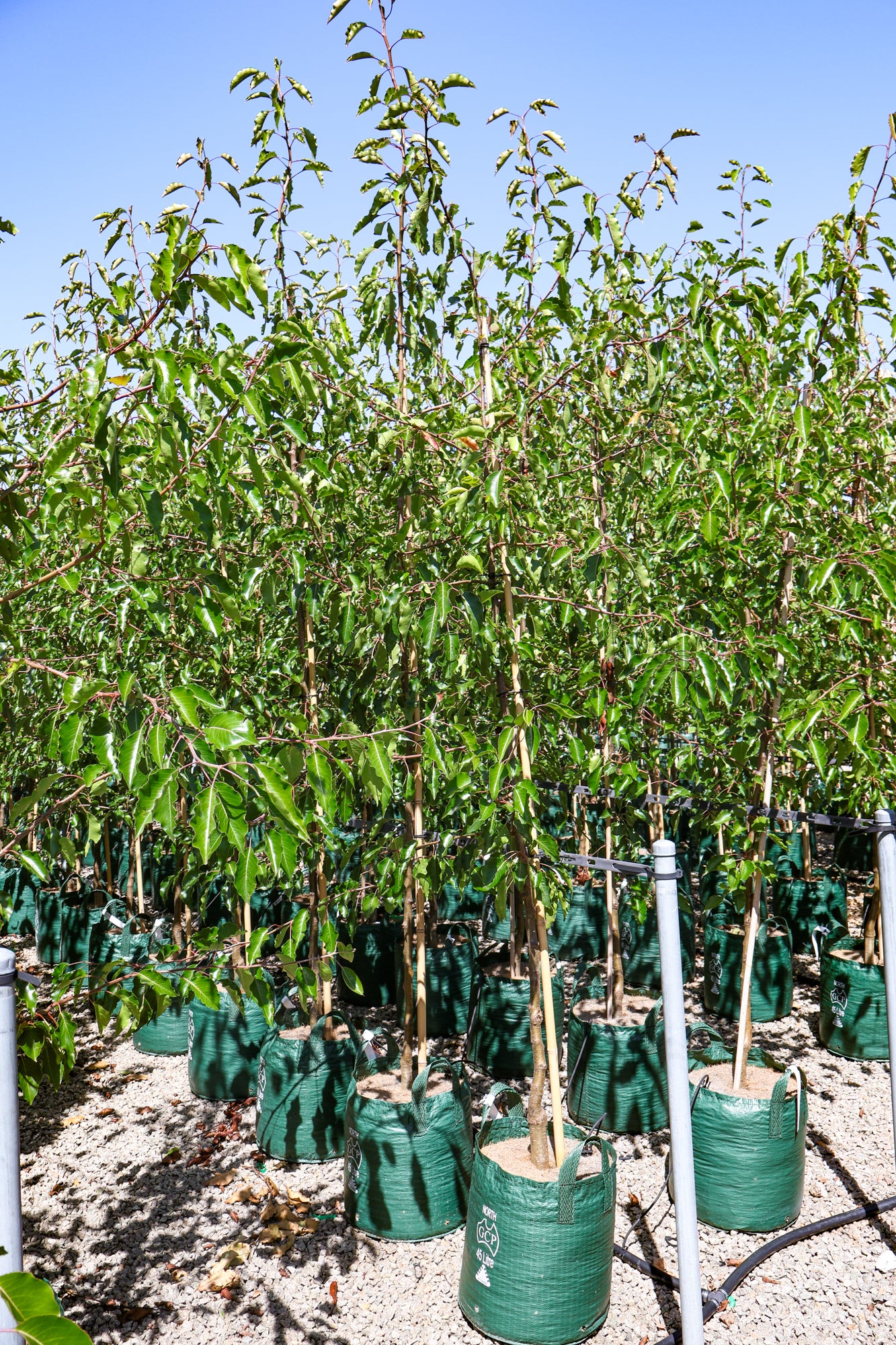 Pyrus calleryana 'Aristocrat' - Evergreen Trees Direct