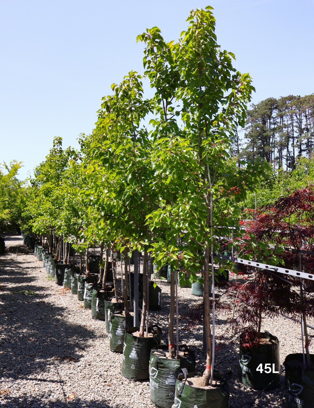 Pyrus calleryana 'Aristocrat' - Evergreen Trees Direct