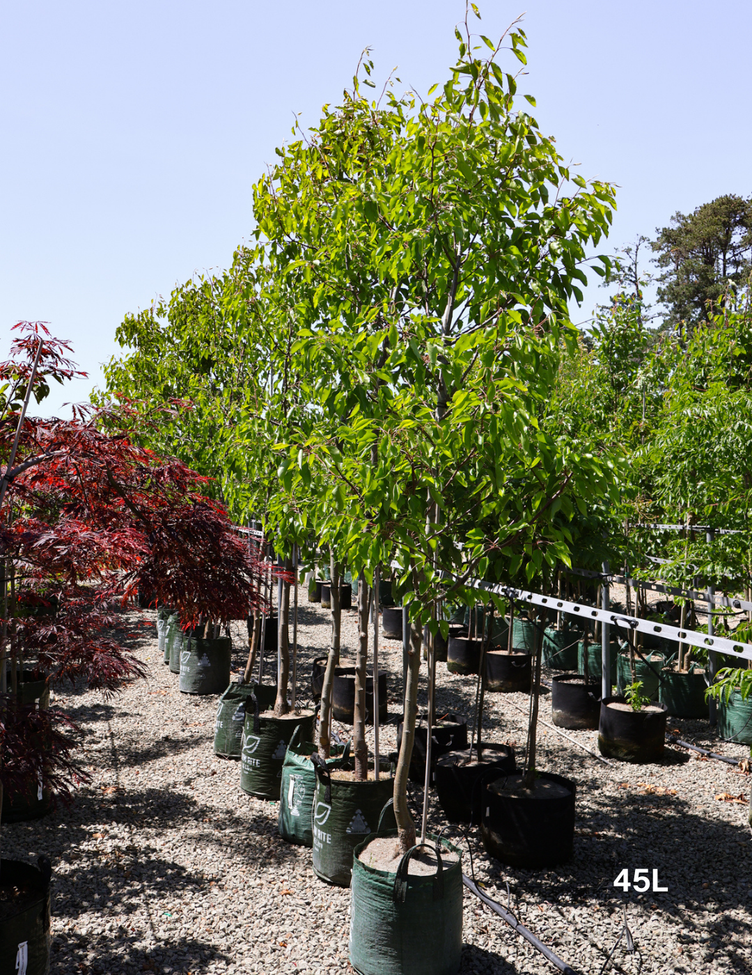 Pyrus calleryana 'Aristocrat' - Evergreen Trees Direct