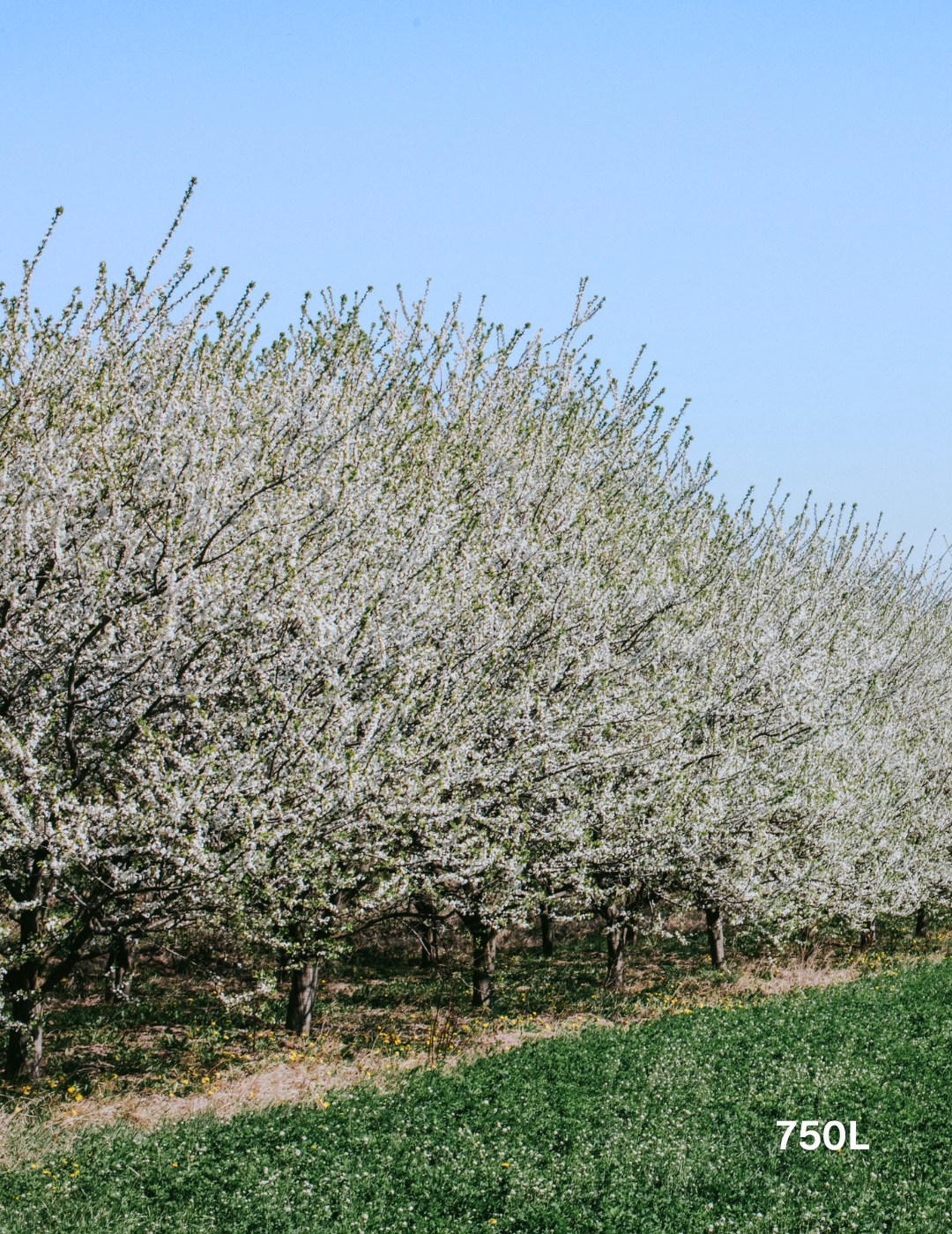 Pyrus calleryana 'Bradford' - Evergreen Trees Direct