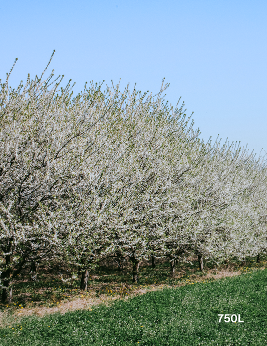 Pyrus calleryana 'Bradford'